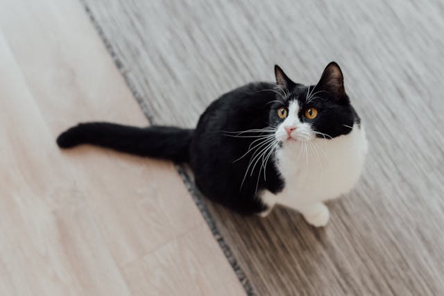 pexels-arina-krasnikova-7725957