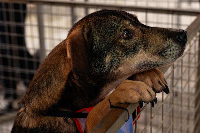 pexels-itslauravillela-37120546